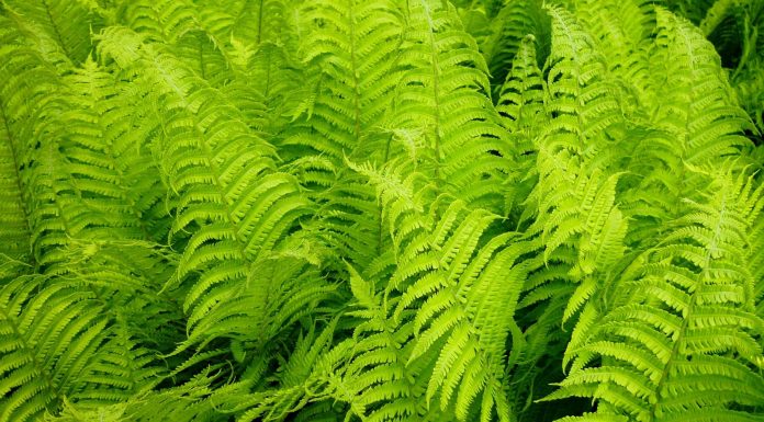 4 plantas para superoxigenar tus espacios