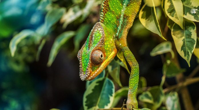 Flora y fauna, divino tesoro