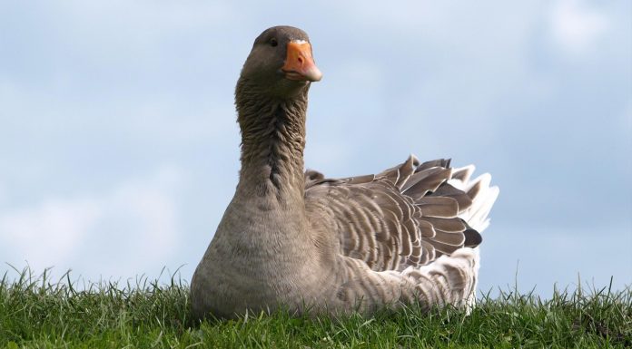 Gansos aplauden fallo de la Corte Suprema