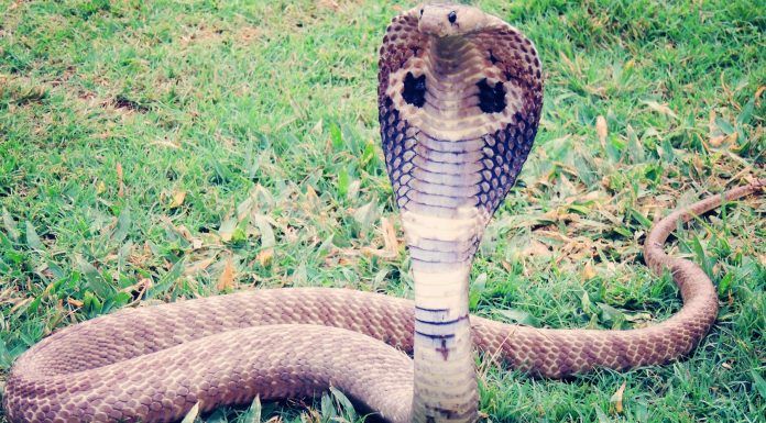 La impresionante Isla de las Cobras