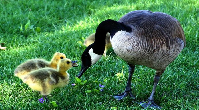 Llevando la naturaleza a la ciudad