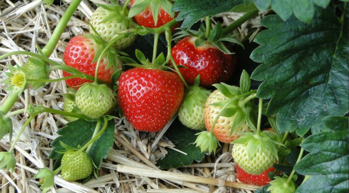 Fresas: reinas de la salud natural