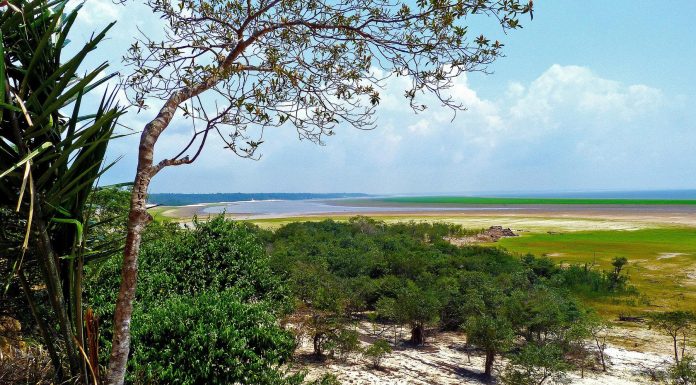 Selva Amazónica: la mayor biodiversidad