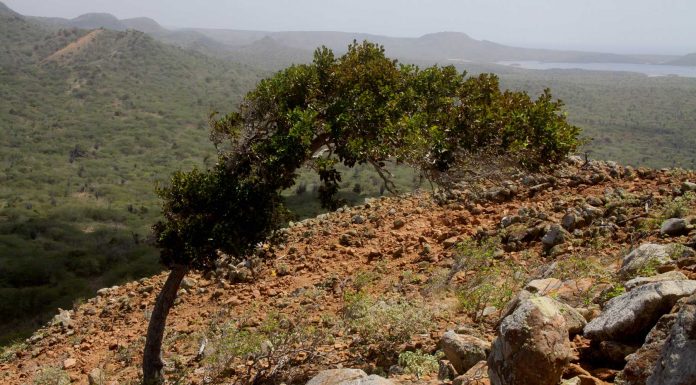 El buen aire de Bonaire