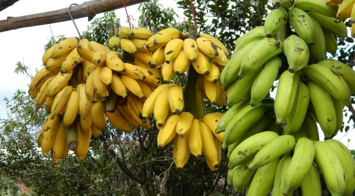 Alimentos que no dañan el planeta