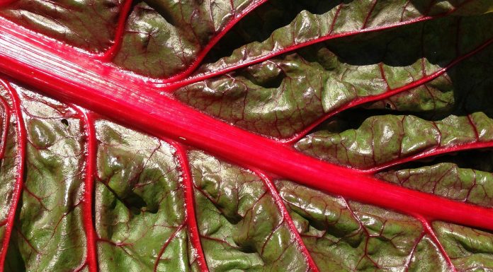 ¿La acelga?, ¿aburrida? ¡Para nada!