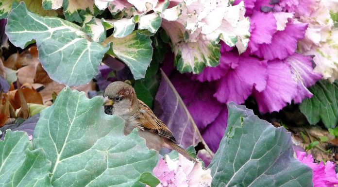 Los innumerables beneficios de la col rizada