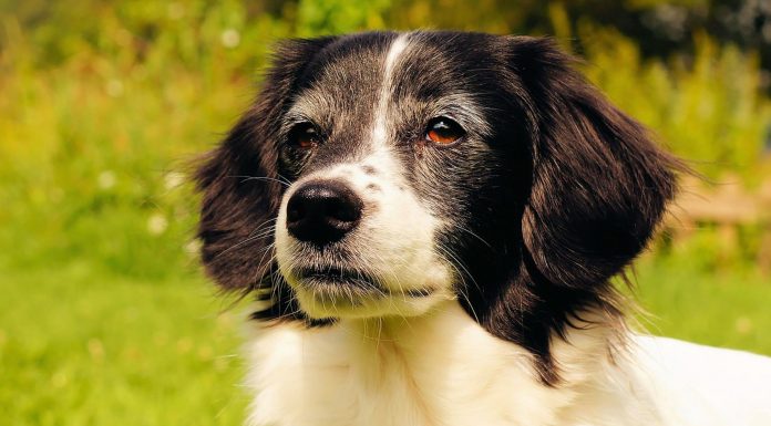 Una app móvil para ayudar a los perros