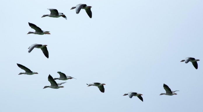 Comportamiento humano y aves periurbanas
