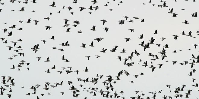 flock-of-birds