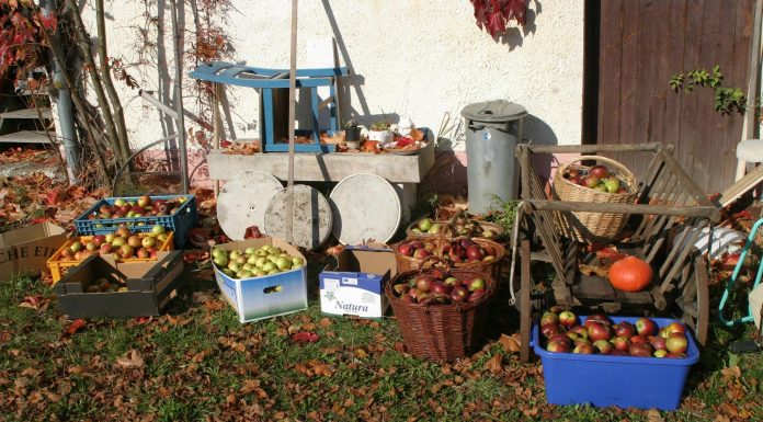 ¿Cómo hacer un ecohuerto?