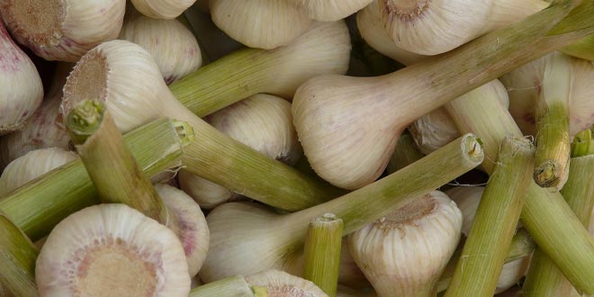 garlic (2)