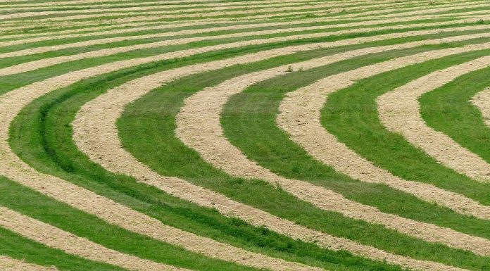Los enigmáticos círculos de cultivo