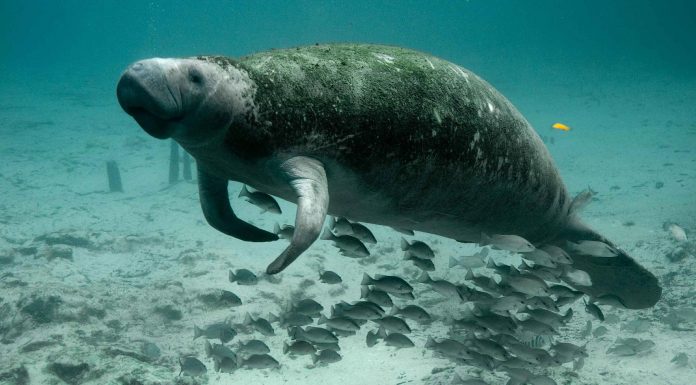 Un centro de conservación para manatíes