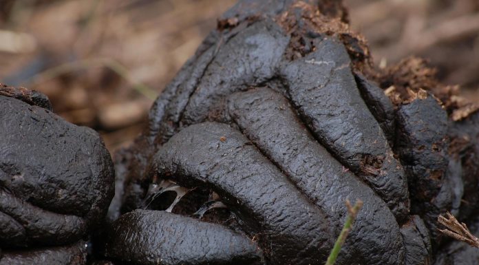 El Omni Processor y sus beneficios