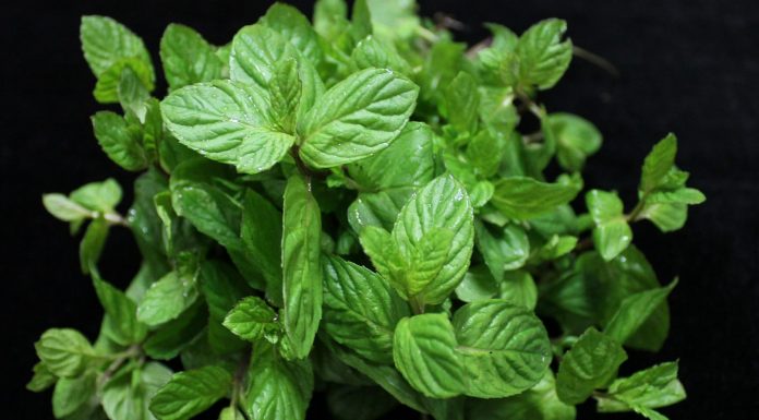 Combate el estrés con infusiones