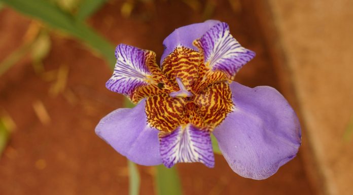 Conoce un refugio de orquídeas