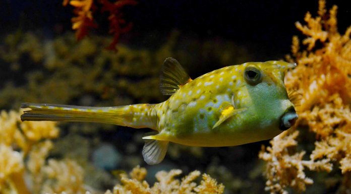 Disfruta de la compañía de los peces