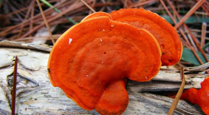 Más especies para el reino de los hongos