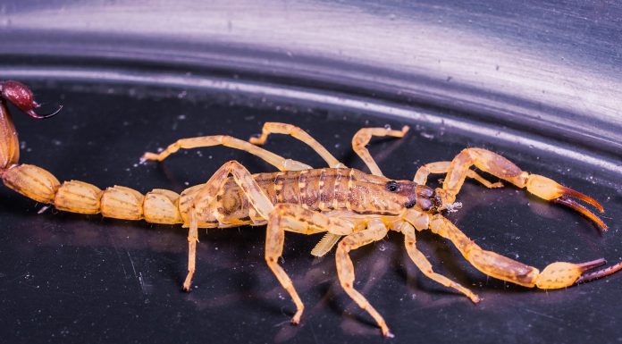 ¿Conoces el nuevo escorpión?