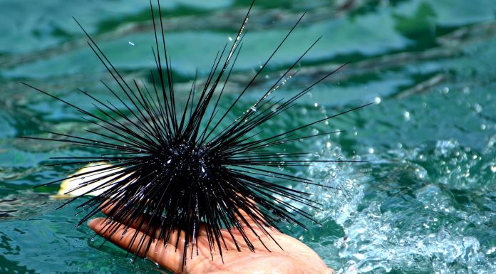Más erizos de mar y menos bosques de algas