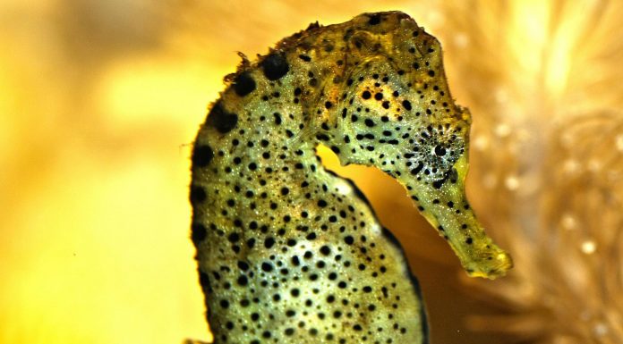 ¿Todavía existen los dragones?