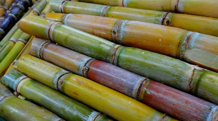 Caña de azúcar: mucho más que dulzura
