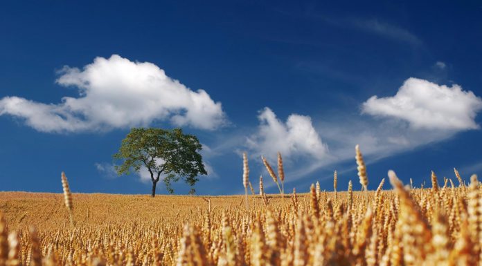 Cereal: un alimento esencial