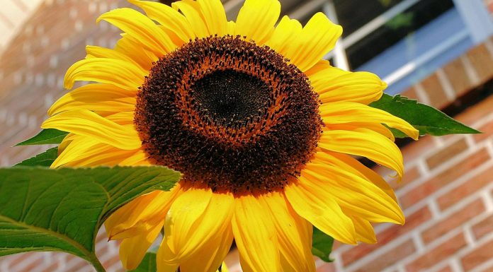 Logra un bello hogar decorando con plantas