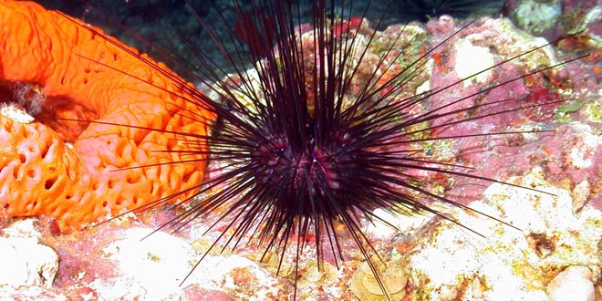 urchin-sponge