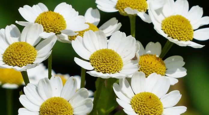 Remedios caseros para el dolor de estómago