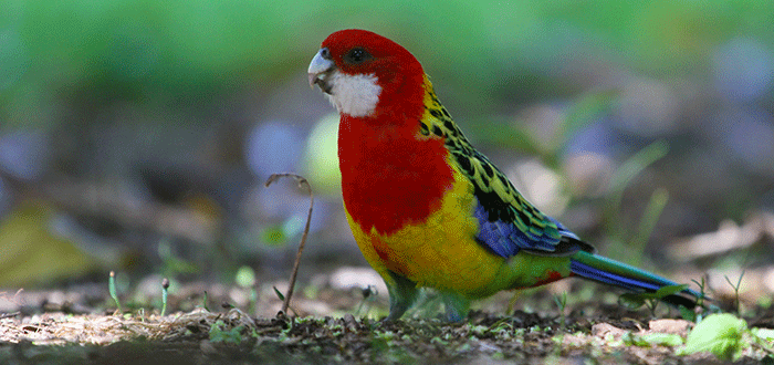 7 Aves en peligro de extinción que destacan por su belleza 1