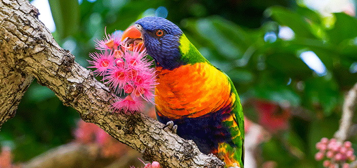 7 Aves en peligro de extinción que destacan por su belleza 3