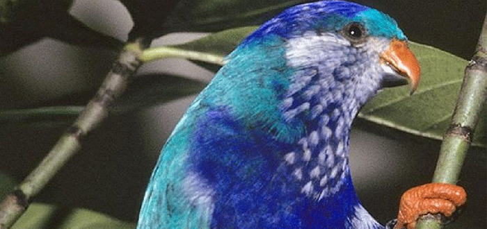 7 Aves en peligro de extinción que destacan por su belleza 4