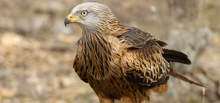 7 Aves en peligro de extinción que destacan por su belleza 5