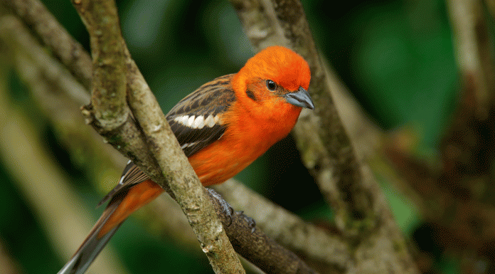 15 aves y pájaros en peligro de extinción | ¿Fin de su especie? aves en peligro de extinción