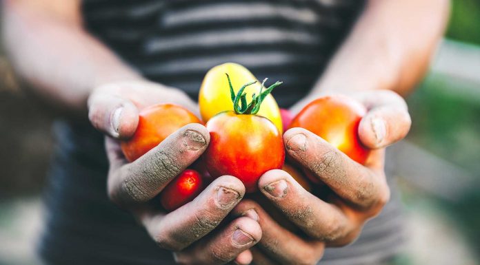 Cultiva la paciencia y la voluntad sembrando Cultiva la paciencia y la voluntad sembrando