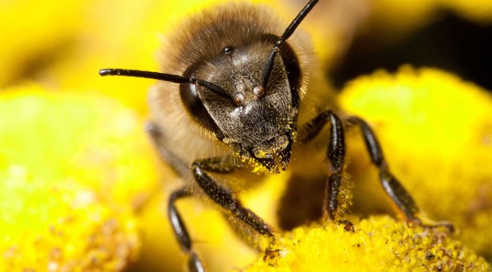 Polen, maravilloso mensajero de la vida Polen, maravilloso mensajero de la vida