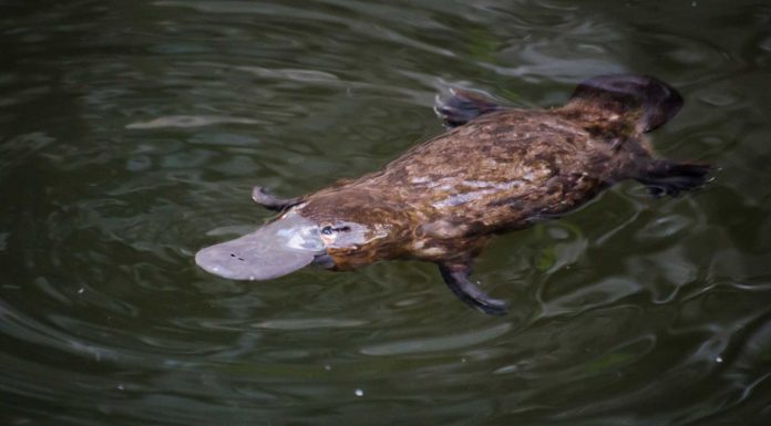 ¿Conoces al ornitorrinco? Un animal muy curioso ¿Conoces al ornitorrinco? Un animal muy curioso
