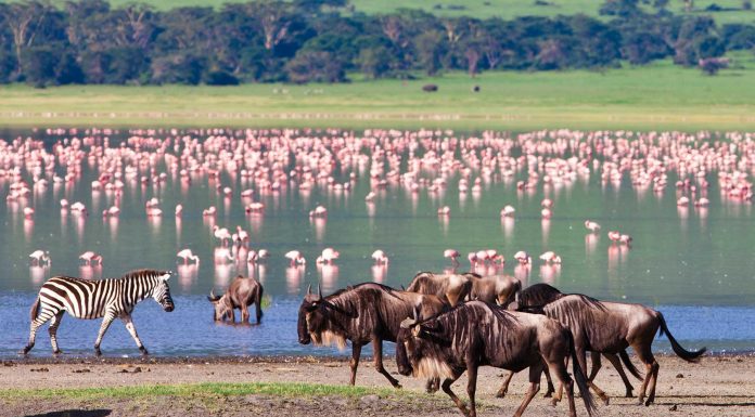 El Edén africano de Ngorongoro El Eden africano de Ngorongoro