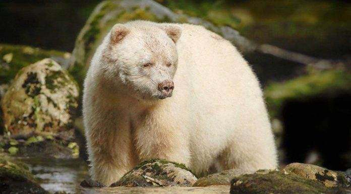 El oso «espíritu del bosque», animal protegido Osos kermodei