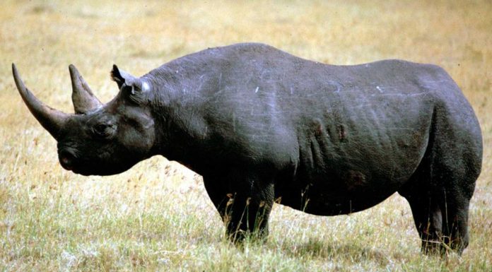 Animales extintos del planeta | 10 especies que debes conocer animales extintos