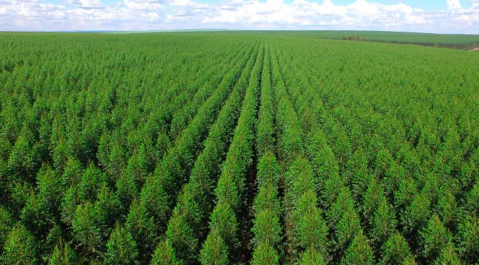 8 Mitos y verdades del Eucalipto | Todo lo que necesitas saber #CoñecementoParaTodos Eucalipto 1