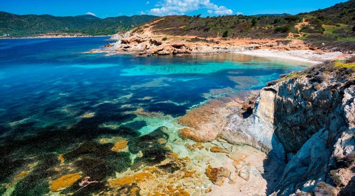 La posidonia: pulmón natural de las Pitiusas Posidonia