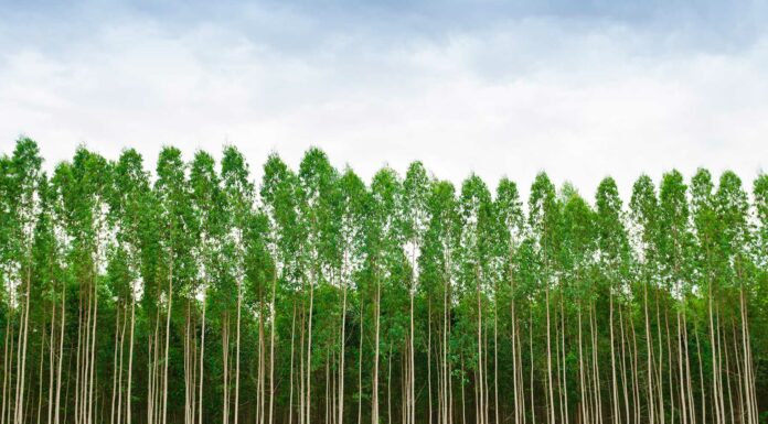 Impacto económico del eucalipto en Galicia (Norte de España) #CoñecementoParaTodos