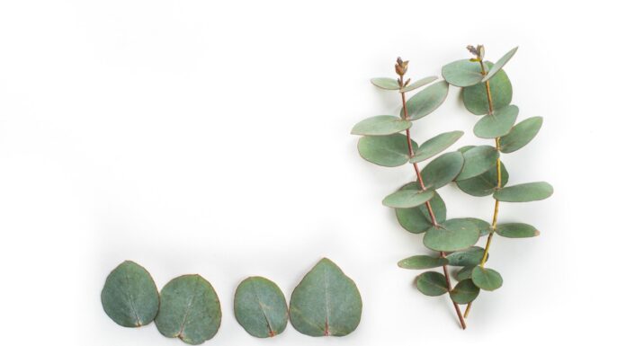 Eucalipto | La importancia de las entidades certificadoras de bosques sostenibles #coñecementoparatodos Eucalipto | La importancia de las entidades certificadores de bosques sostenibles