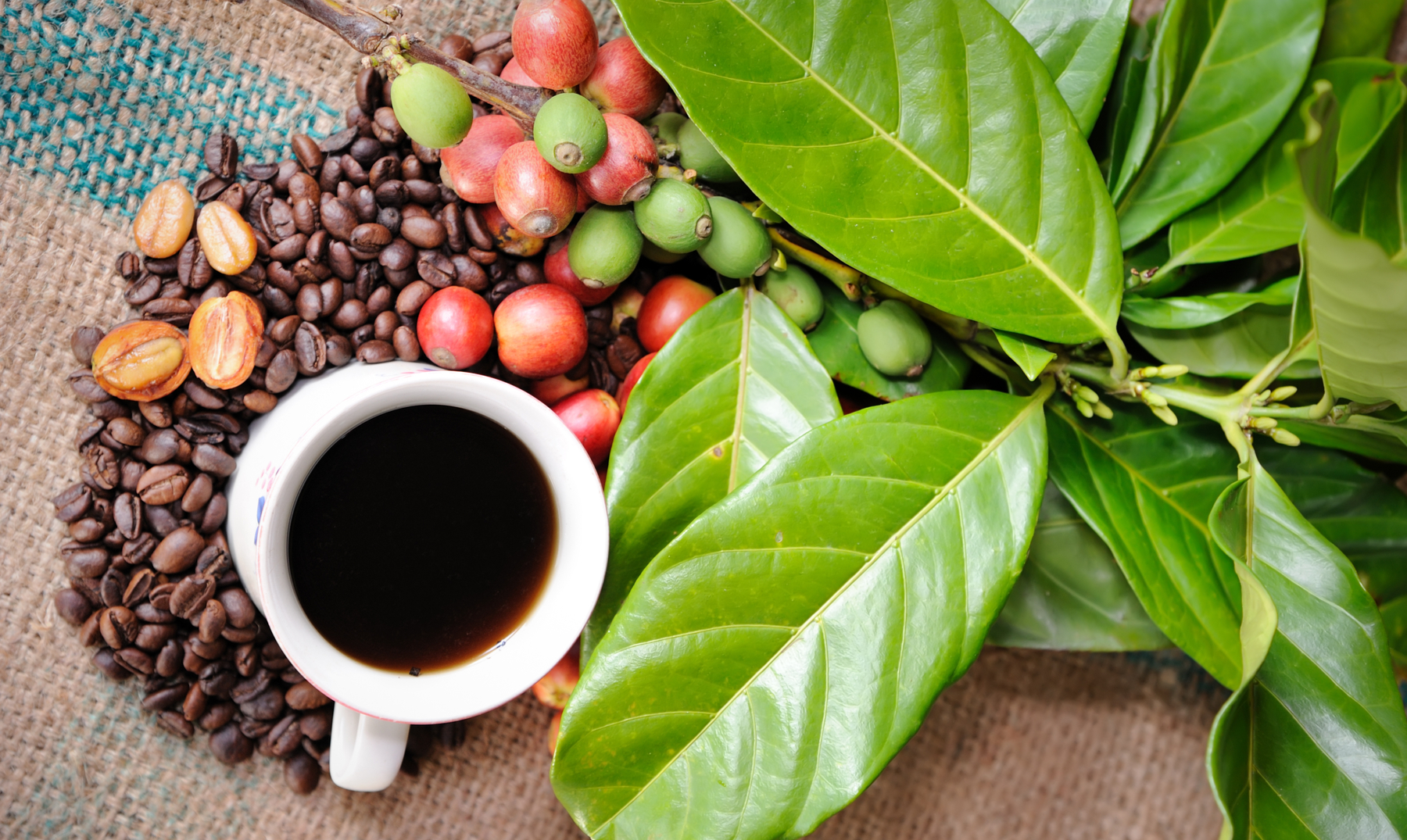 Es lo mismo café en grano ecológico que natural?