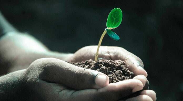 La biomasa, ¿tiene futuro dentro del universo de las energías renovables? futuro biomasa