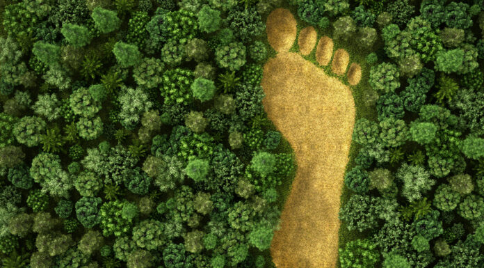 El estudio de impacto medioambiental como instrumento esencial del siglo XXI estudio impacto medioambiental