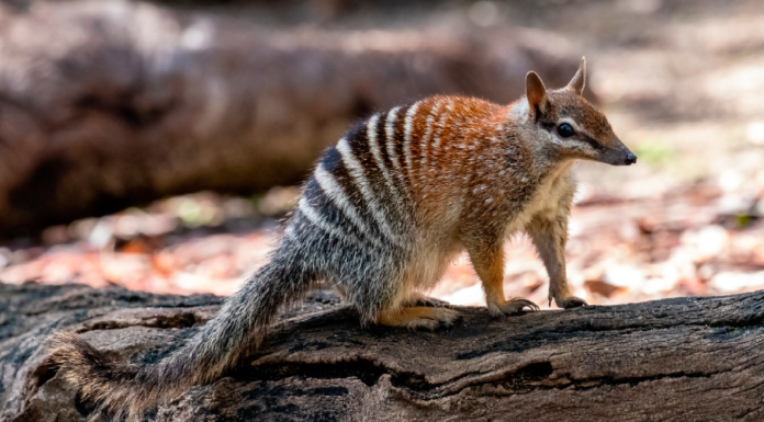 Conoce al animal numbat | Una curiosidad de la naturaleza animal numbat